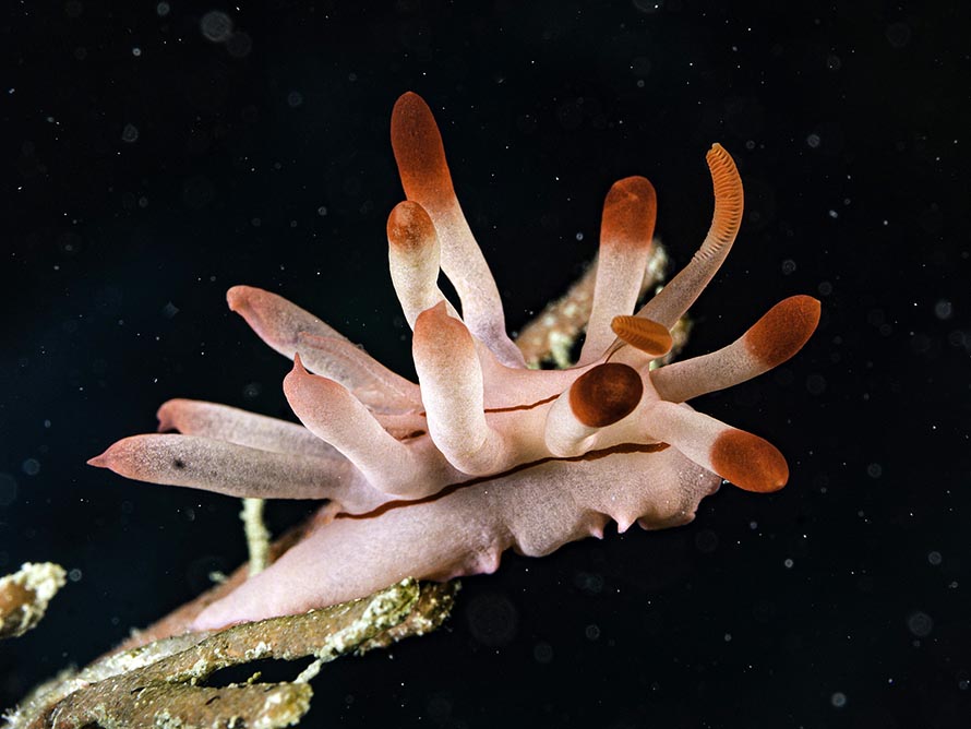 Ceratodoris stellata